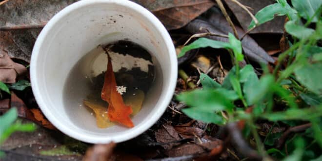 Saúde - Saiba a origem do mosquito Aedes aegypti – transmissor da dengue, zika e chikungunya