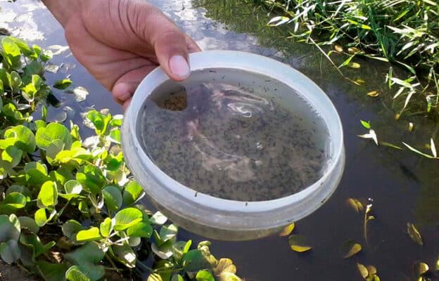 MG - Estado de Minas Gerais registra 483 mil casos prováveis de dengue
