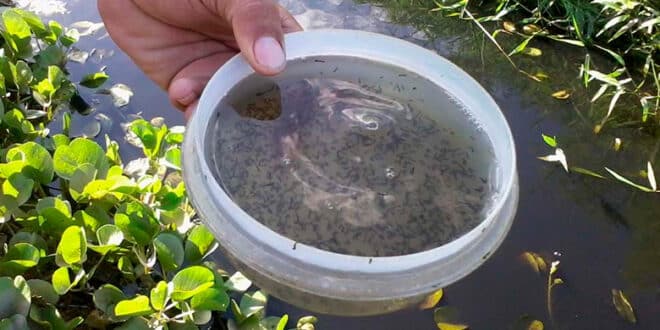 MG - Estado de Minas Gerais registra 483 mil casos prováveis de dengue