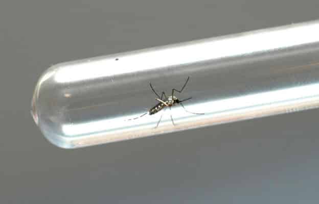 Brasil registra mais de 1,5 milhão de casos prováveis de dengue