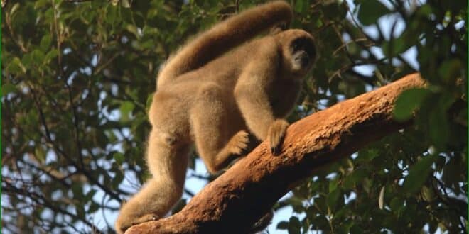 Morte de macacos por febre amarela pode indicar pico da doença nas regiões Sul e Sudeste