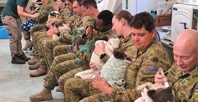 Coalas são amamentados por soldados australianos