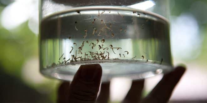 Saiba mais sobre sorotipo 2 da dengue, motivo de preocupação das autoridades de saúde em 2020