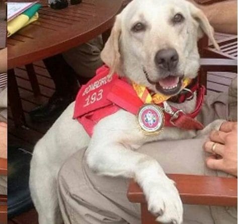 MG - Cachorra que ajudou Bombeiros no resgate de vítimas em Brumadinho é adotada