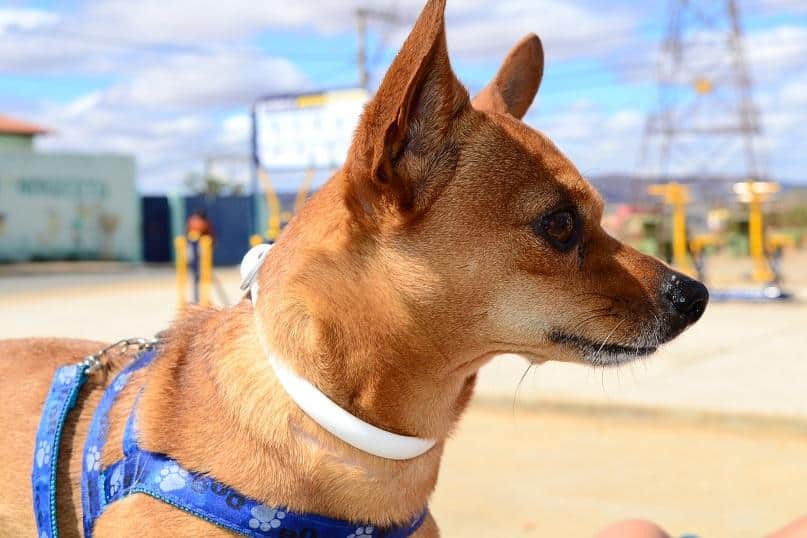 Montes Claros - A cidade de Montes Claros contará agora com Conselho e Fundo Municipais de Proteção Animal