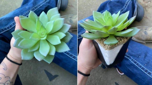 Após dois anos, mulher descobre que regava planta de plástico nos EUA