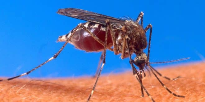 Montes Claros - Período maior dentro de casa deve ser usado pela população para combater o Aedes aegypti