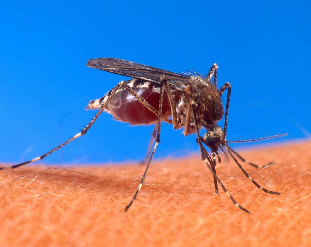 Montes Claros - Período maior dentro de casa deve ser usado pela população para combater o Aedes aegypti