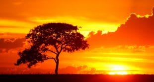 Expectativa era de que o calor poderia abrandar a propagação da Covid-19