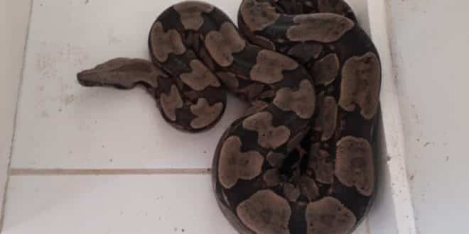 Montes Claros - Funcionário de obra encontra Jiboia de 1,80 metro em Montes Claros