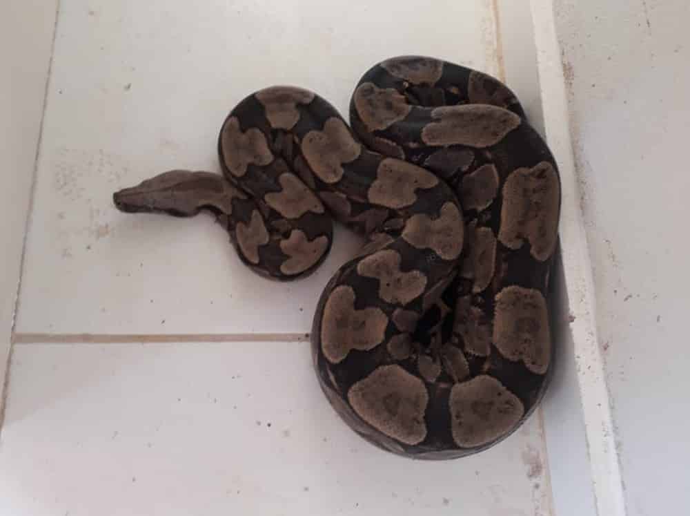 Montes Claros - Funcionário de obra encontra Jiboia de 1,80 metro em Montes Claros