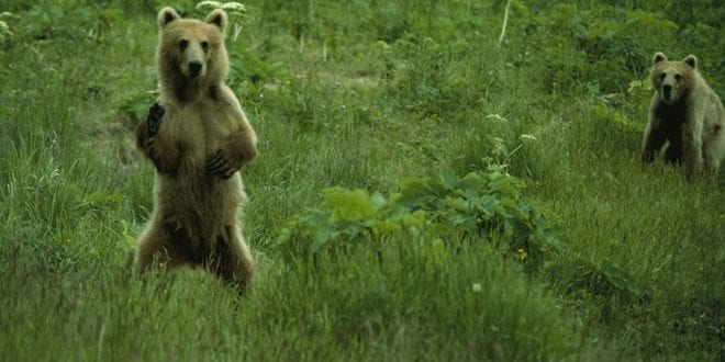 Jovem é multado em R$ 40 mil por bater em urso e não ter máscara contra a Covid; assista ao vídeo
