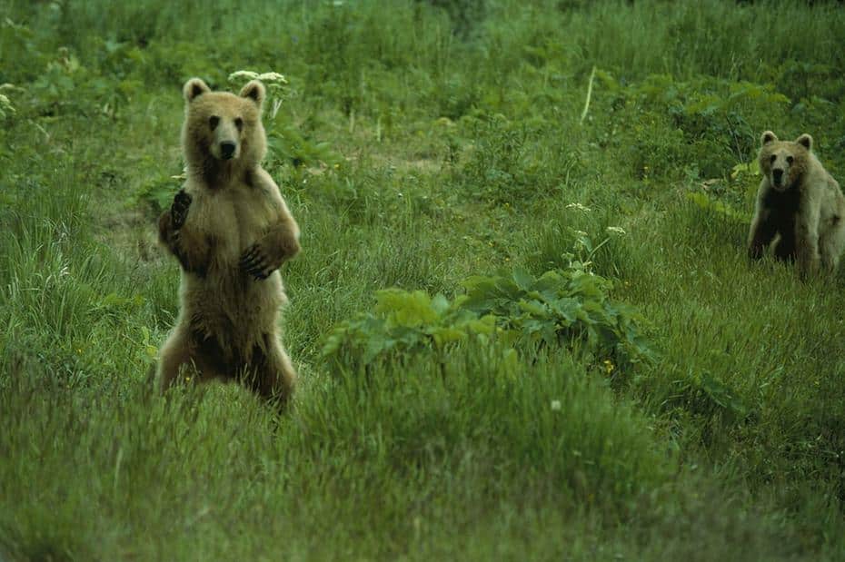 Jovem é multado em R$ 40 mil por bater em urso e não ter máscara contra a Covid; assista ao vídeo