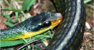 Montes Claros - Bombeiros capturam cobra cipó em escada de condomínio - Foto: Imagem Ilustrativa