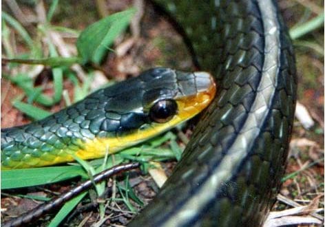 Montes Claros - Bombeiros capturam cobra cipó em escada de condomínio - Foto: Imagem Ilustrativa