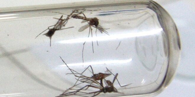MG - Em meio a pandemia, Minas Gerais tem 71.617 casos prováveis de dengue e seis mortes