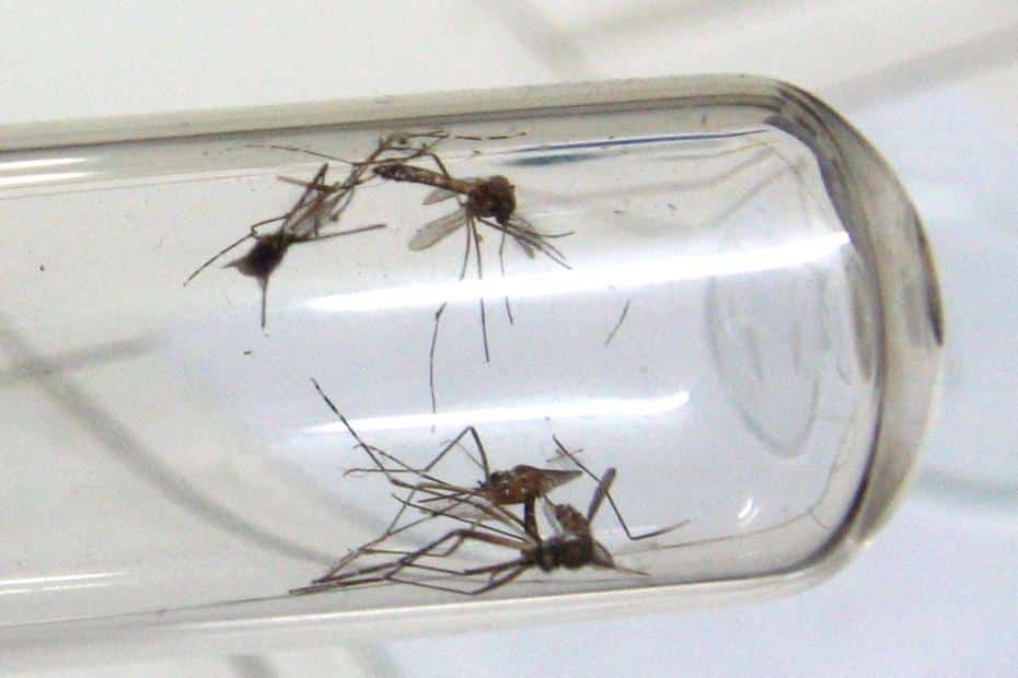 MG - Em meio a pandemia, Minas Gerais tem 71.617 casos prováveis de dengue e seis mortes