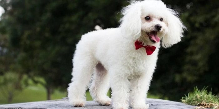 MG - Justiça condena homem que matou cachorro a pagar multa de R$ 7 mil por danos morais