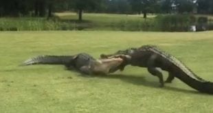 Jacarés brigam em campo de golfe nos Estados Unidos, veja vídeo