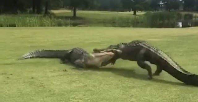 Jacarés brigam em campo de golfe nos Estados Unidos, veja vídeo