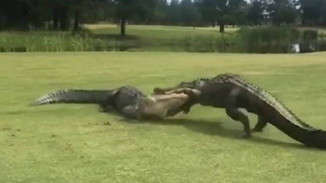 Jacarés brigam em campo de golfe nos Estados Unidos, veja vídeo