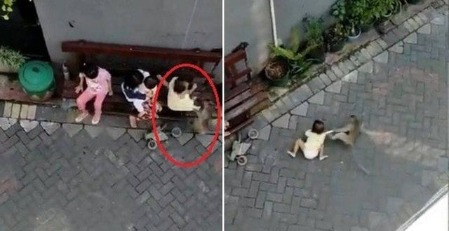 Vídeo registra macaco tentando “sequestrar” criança, veja