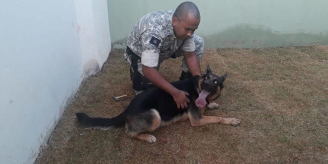 Norte de Minas - Cães do Presídio de Pirapora contribuem com operações policiais e segurança de unidades prisionais