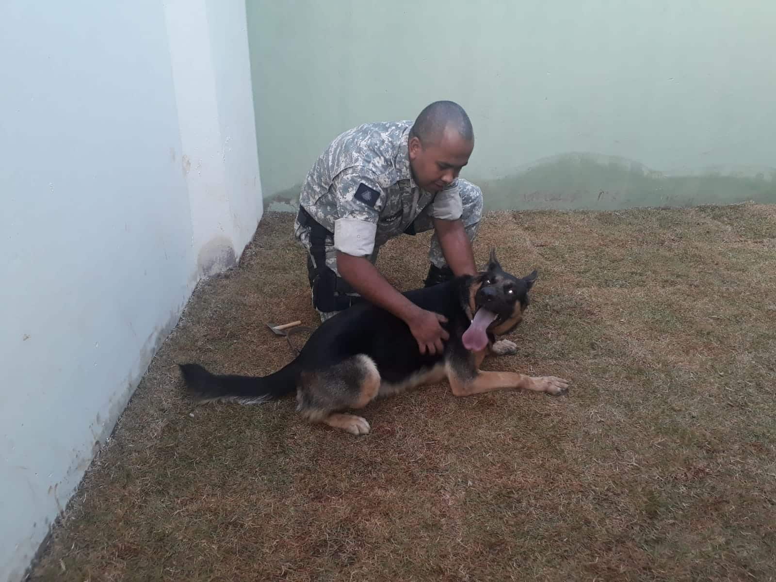 Norte de Minas - Cães do Presídio de Pirapora contribuem com operações policiais e segurança de unidades prisionais