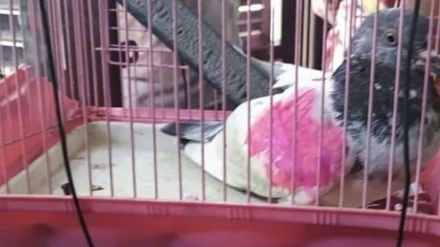 Após suspeita de espionagem, pombo é detido pela polícia de Manyari, na Índia