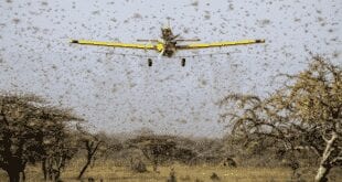 Vídeo mostra avanço de nuvem gigante de gafanhotos na fronteira Argentina-Brasil