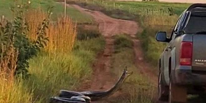 Cobra de sete metros dá o bote e assusta família: "tira o braço daí, Eduardo!"