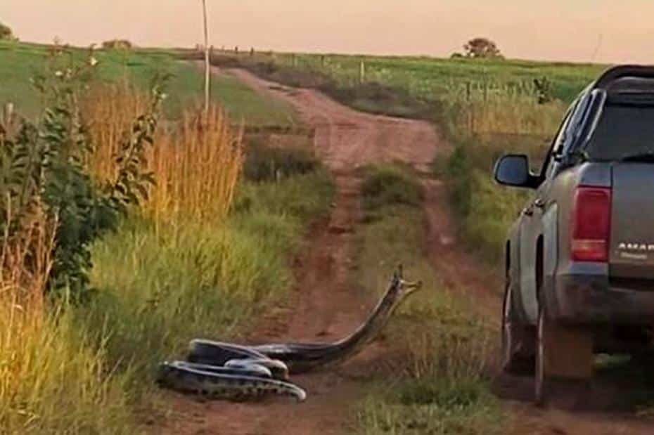 Cobra de sete metros dá o bote e assusta família: "tira o braço daí, Eduardo!"