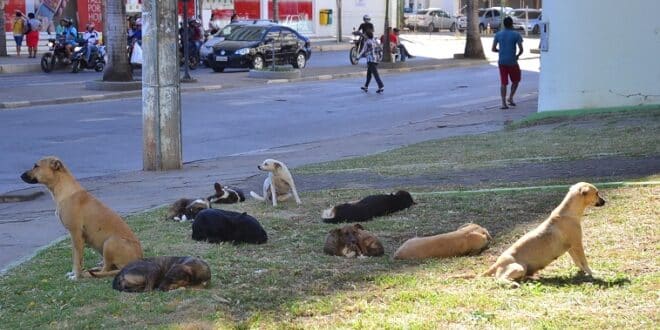 Montes Claros - Cachorros de Rua - Foto Fábio Marçal