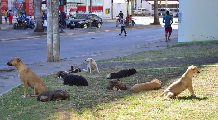 Montes Claros - Cachorros de Rua - Foto Fábio Marçal