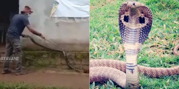 Vídeo mostra manobra delicada para capturar e soltar cobra-rei; uma única mordida pode matar até 20 pessoas