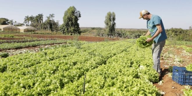 Projeto de socorro a agricultores familiares é aprovado pela Câmara dos Deputados