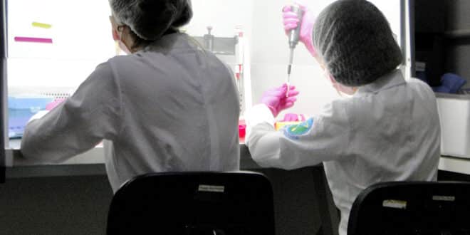 O Laboratório de Pesquisa em Saúde (LPS), do Hospital Universitário Clemente de Faria (HUCF) da Universidade Estadual de Montes Claros (Unimontes), está definitivamente pronto para realização dos diagnósticos do coronavírus. A última etapa de conformidade para início dos testes foi cumprida e oficializada pela Fundação Ezequiel Dias (Funed), que emitiu parecer formal de concordância com os resultados obtidos pelo LPS de amostras anteriormente já validadas pela própria Funed. Para alinhamento dos padrões de diagnóstico, foi preciso que a equipe da Unimontes testasse os mesmos materiais já analisados pela fundação. Os dados gerados pelos diagnósticos positivos e negativos para a covid-19 realizados pela equipe do Laboratório da Unimontes apontam 100% de concordância, quando comparados com os resultados do Serviço de Virologia e Riquetsioses (Divisão de Epidemiologia e Controle de Doenças) e do Laboratório de Saúde Pública de Minas Gerais (Lacen) – vinculados à Fundação Ezequiel Dias. Testagem Coordenador do laboratório, o professor André Luiz Guimarães explica que o quantitativo de testes/dia será estabelecido pela demanda a ser apresentada pela Superintendência Regional de Saúde (SRS). Sobre a divulgação dos resultados, há um sistema unificado (Gerenciador de Ambiente Laboratorial/GAL) para o compartilhamento entre as autoridades sanitárias. Credenciamento Diante do cenário de pandemia e do aumento da demanda para testes em outras regiões do estado, além da sede da Funed em Belo Horizonte, o Governo de Minas abriu procedimento técnico para o credenciamento de laboratórios públicos e privados para mais diagnósticos da covid-19. Em abril, o LPS/HUCF-Unimontes foi uma das 13 unidades credenciadas para a realização, em caráter emergencial, dos testes. A partir daí, foi preciso investir na aquisição de equipamentos e de insumos, além da capacitação de pessoal, para cumprir os padrões dos exames. Foto: Christiano Jilvan/Unimontes
