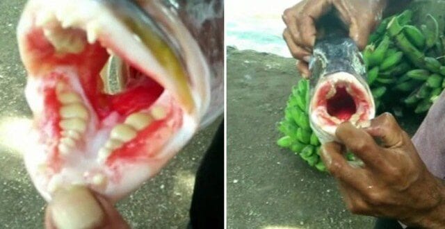 Peixe com “dentição humana” é pescado na Malásia