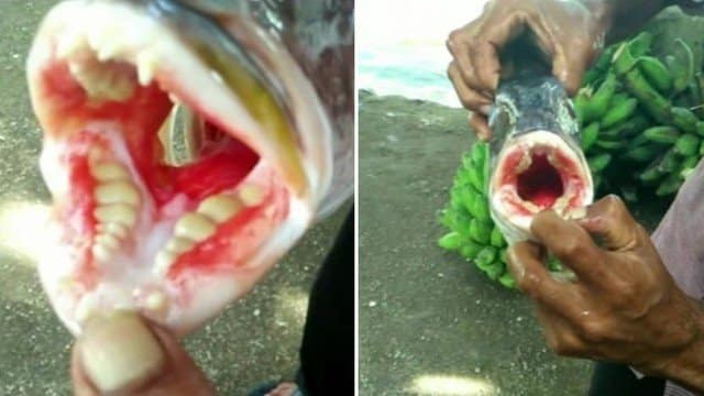 Peixe com “dentição humana” é pescado na Malásia