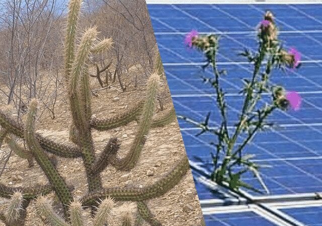 Norte de Minas - A Energia Solar vai transformar a agricultura nos próximos anos