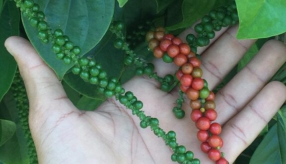 Norte de Minas - Pimenta-do-reino é cultivada para aumentar renda de agricultores familiares