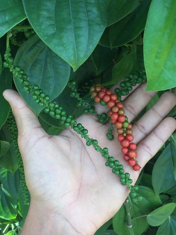 Norte de Minas - Pimenta-do-reino é cultivada para aumentar renda de agricultores familiares