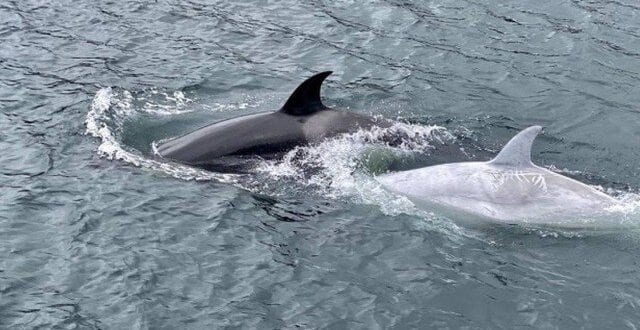 Raríssima orca branca é avistada na costa do Alasca, nos Estados Unidos; veja o vídeo