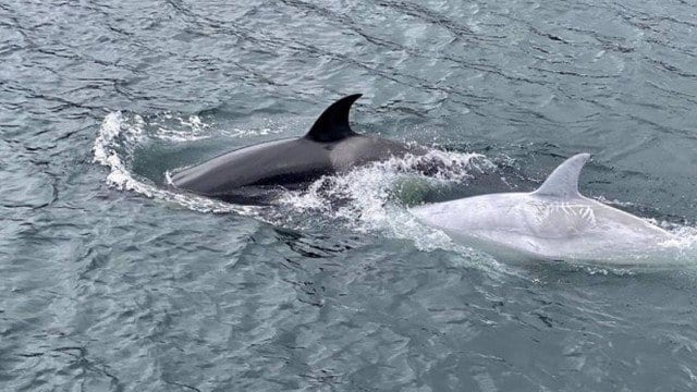 Raríssima orca branca é avistada na costa do Alasca, nos Estados Unidos; veja o vídeo