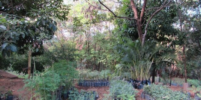 Montes Claros - Viveiro Municipal irá oferecer cursos para reeducandos do sistema prisional e pessoas em situação de rua