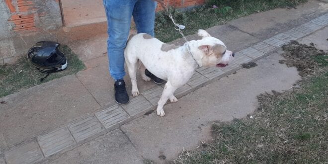 Após o ocorrido, o proprietário não quis mais ficar com o animal, que foi levado ao Centro de Zoonoses do município.