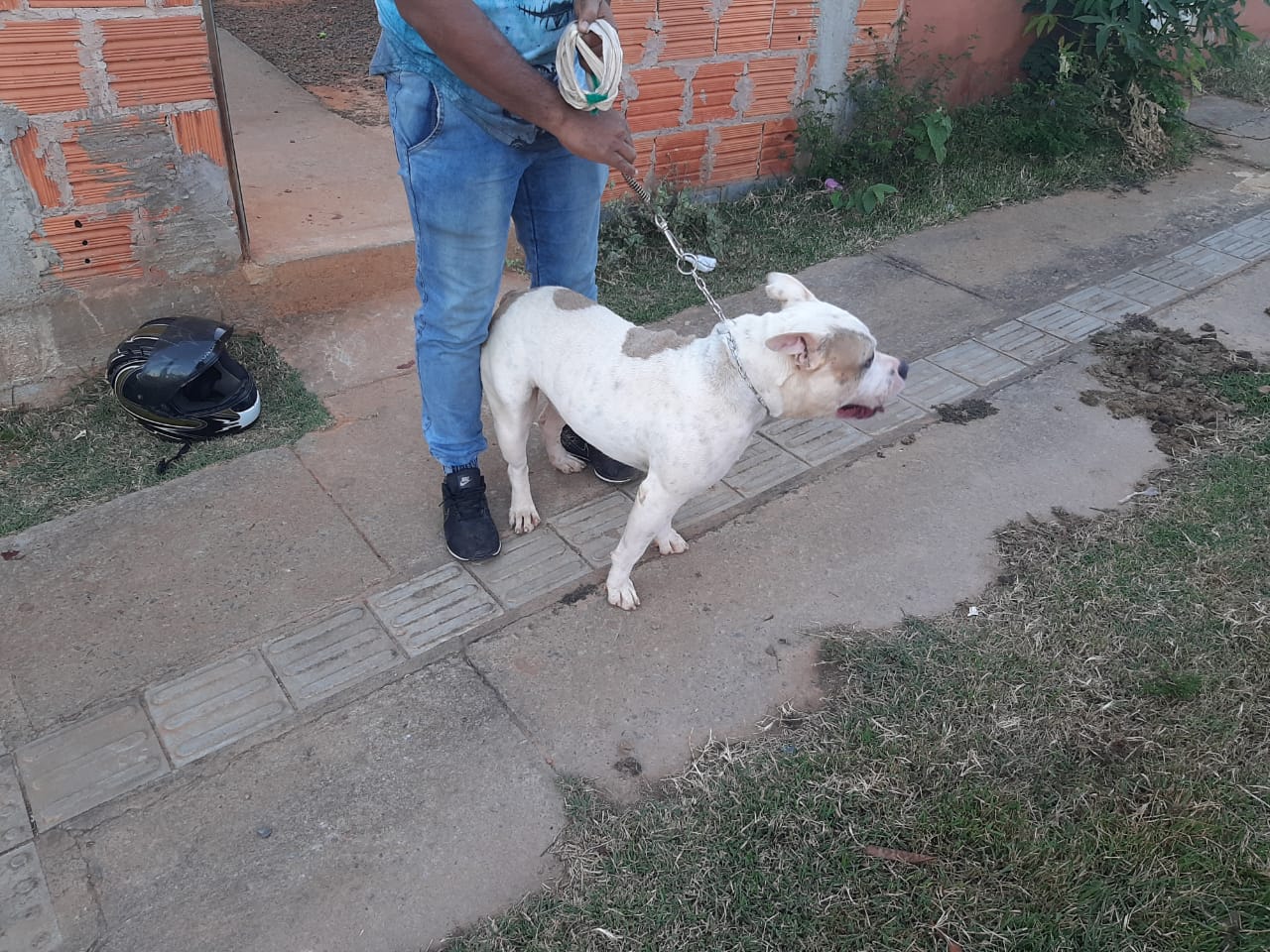 Após o ocorrido, o proprietário não quis mais ficar com o animal, que foi levado ao Centro de Zoonoses do município.