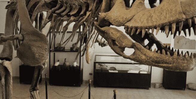 Estudo publicado na The Lancet Oncology indica que dinossauros também tinham câncer Foto: AIZAR RALDES AFP/