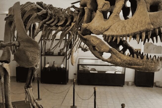 Estudo publicado na The Lancet Oncology indica que dinossauros também tinham câncer  Foto: AIZAR RALDES AFP/