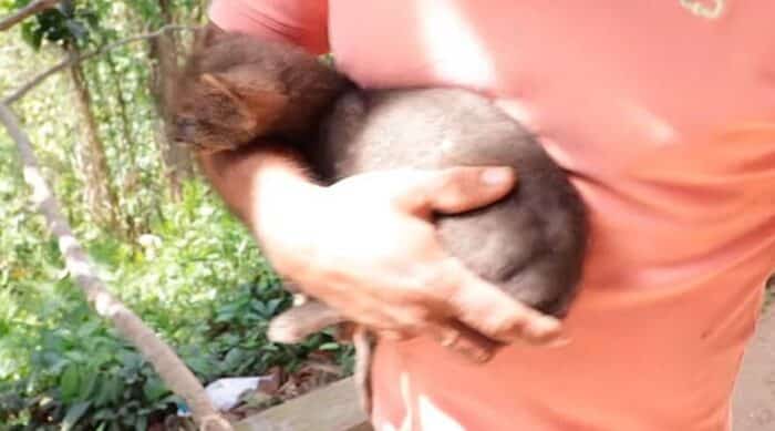 Homem adota onça-parda achando que era gato na Colômbia